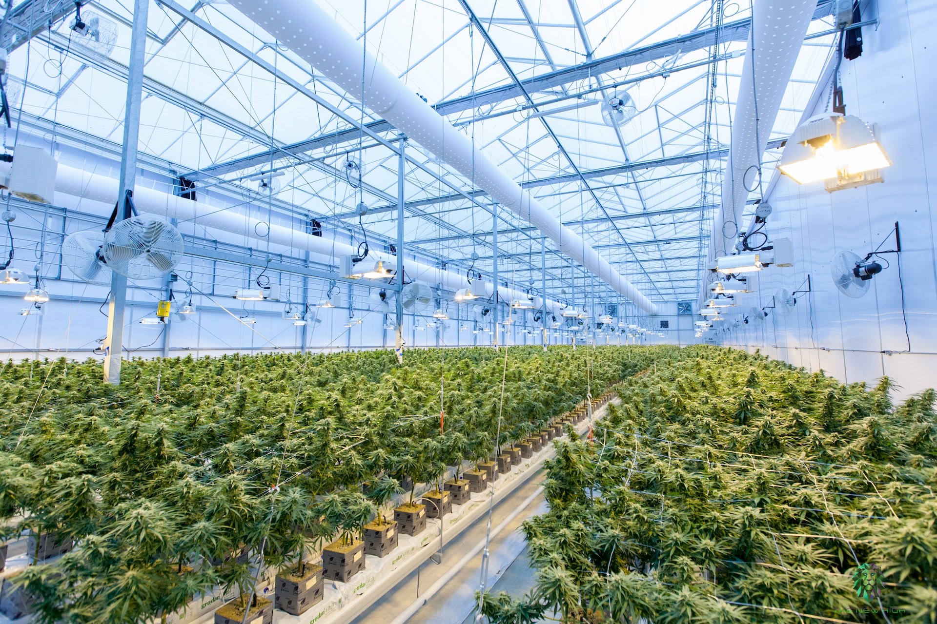 How Medical Marijuana Companies Ensure Product Quality and Safety