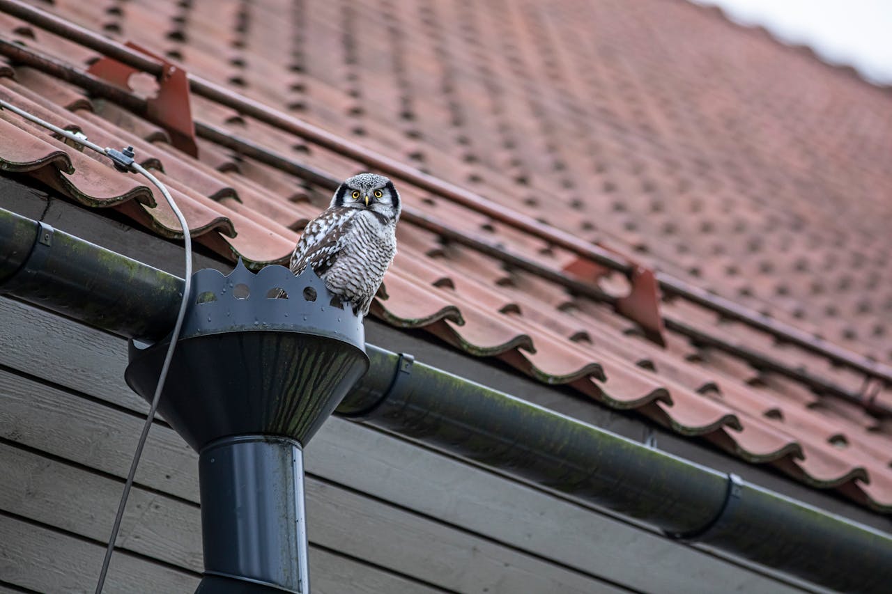 5 Affordable Roofing Materials That Don’t Compromise on Quality